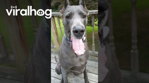 Great Dane's Lips Flap Like Wings || ViralHog
