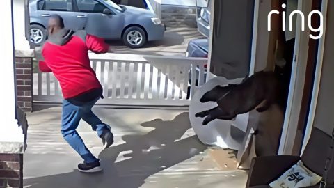 Caught in 4K 😆 Funny Security Camera Videos || ViralHog
