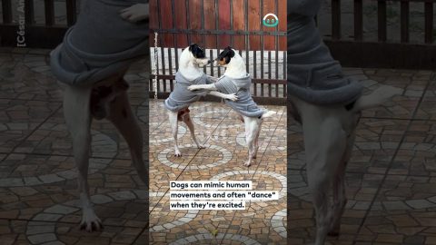 Two Dogs Dancing || ViralHog