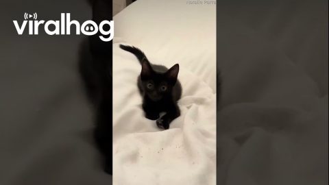 Kitten Zoomies || ViralHog