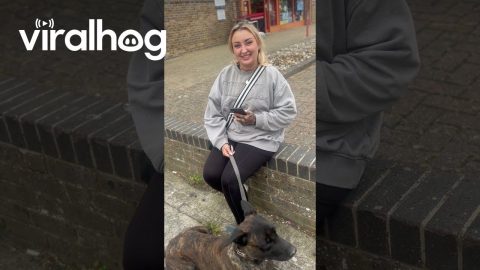 Dog Trained to Protect || ViralHog