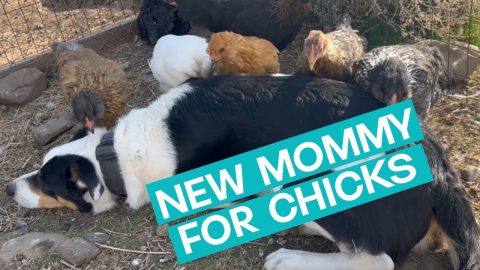 Chicken Lovingly Peck At Border Collie || ViralHog