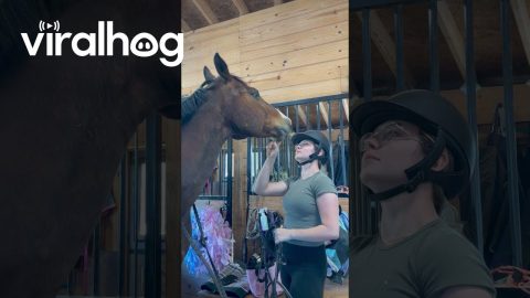Cheeky Horse Mouths Helmet || ViralHog