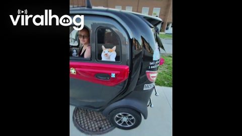 Enclosed Mobility Scooter Baffles Pedestrian || ViralHog