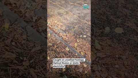 Bizarre Floating Leaf Suspended in Mid-Air || ViralHog
