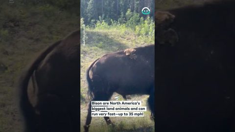 Bison Getting Close and Personal || ViralHog