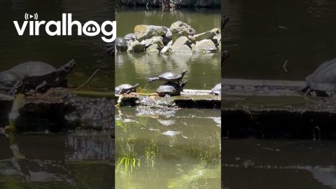 Turtles Strike Balanced Pose || ViralHog