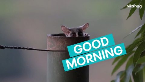 Lesser Bush Babies Emerge From Fence Pole Nest || ViralHog
