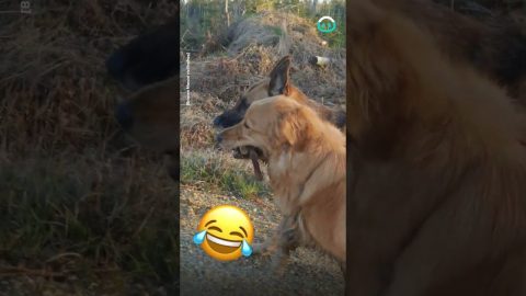 Two Friends Share a Stick || ViralHog