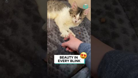 My New Kitten Has Heterochromia || ViralHog