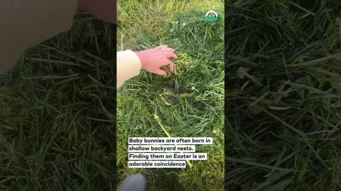 Baby Bunnies Found in the Backyard on Easter Morning || ViralHog