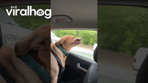 Nothing Like the Feeling of Wind Between Your Teeth || ViralHog