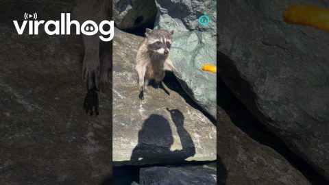 Cheeto for Our Lady Raccoon || ViralHog Shorts