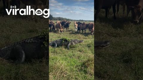 Cows Meeting a Neighborhood Gator || ViralHog