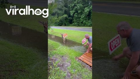 Deer Copies Man Splashing Water || ViralHog