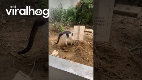 Cat Carries Out Landscape Improvement || ViralHog