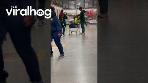 Adorable Dinosaur Family Goes Grocery Shopping || ViralHog