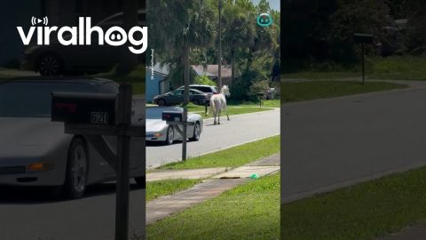 Horse Trots Down Neighborhood Street || ViralHog