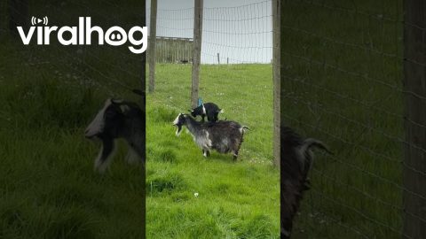 Baby Goat Hops on Mama's Back || ViralHog