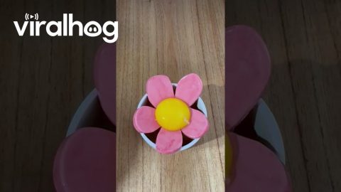 Ceramic Flower That Separates Egg White and Yolk || ViralHog