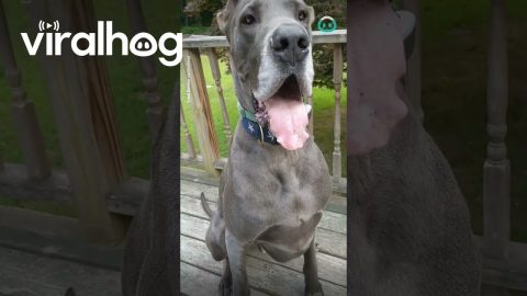 Great Dane's Lips Flap Like Wings || ViralHog