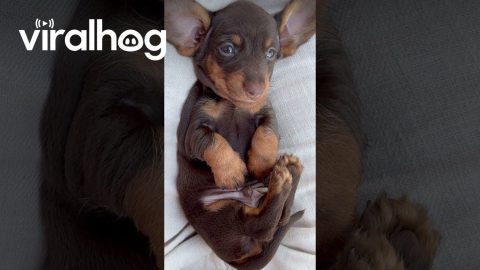 Baby Dachshund Has Velvety Bunny Ears || ViralHog