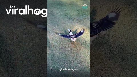 Kookaburra Steals Golf Ball || ViralHog