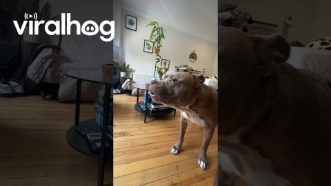 Revenge on My Dog Stealing My Chicken Nuggets || ViralHog
