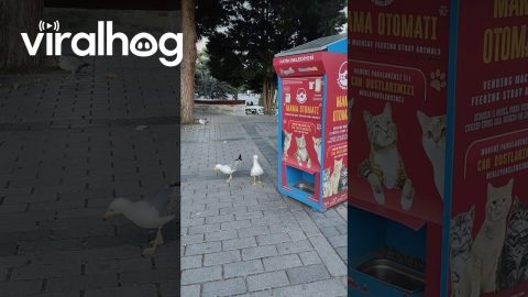 Seagulls Meowing || ViralHog