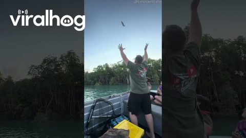 Eagles Catches Thrown Fish || ViralHog
