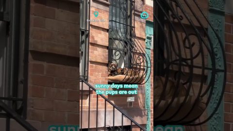 Puppy Window Delights Neighborhood || ViralHog Shorts