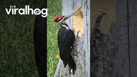 Excuse Me! Don't You See? I Am a Busy Woodpecker || ViralHog