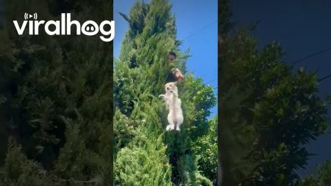 Dog Rescued From Treetops || ViralHog