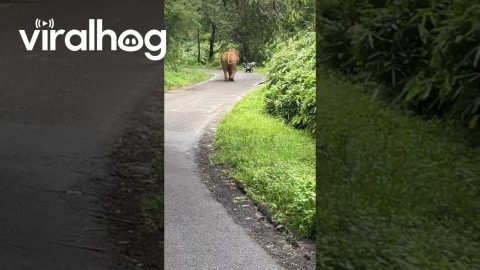 Elephant Charges Towards Bikers || ViralHog