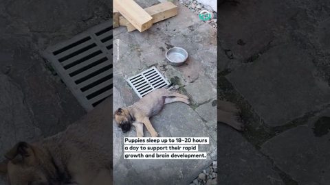 Puppy Litter Has Family Nap Time || ViralHog