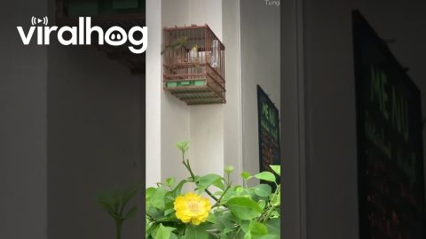Clever Bird Opens Cage For Friend || ViralHog