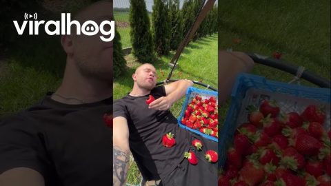 Pure Joy in Strawberry Heaven || ViralHog