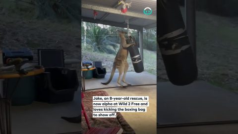 Rescued Kangaroo Kicks Punching Bag || ViralHog