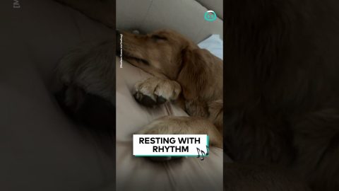 Our Little Sleeping Musician || ViralHog