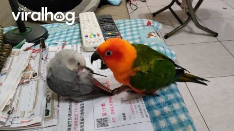 Try Not To Laugh 😂 Funniest Parrot Moments! || ViralHog