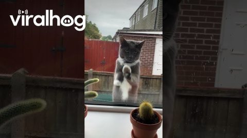 Window Washer Cat || ViralHog