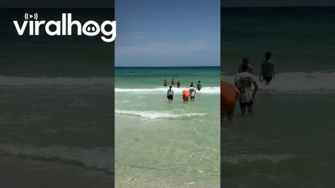 Shark Spotted in Florida Catching Pelican || ViralHog