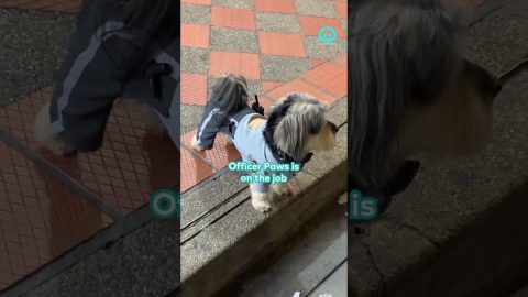 Officer Paws The Police Dog || ViralHog Shorts