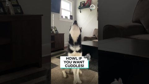 Husky Howls At Petting Request || ViralHog