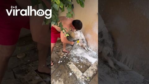 Using a Foam Lance to Bathe a Husky || ViralHog