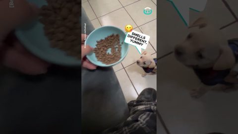 Puppy Tricked Into Eating Kibble || ViralHog