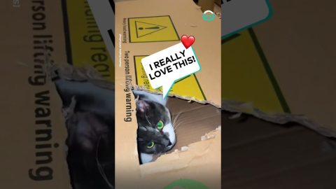 Cat Dad Creates Cardboard Enrichment || ViralHog
