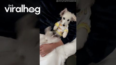 Dachshund Plays Peekaboo With His Toe Beans || ViralHog