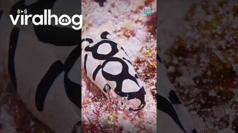 Monochromatic Mosaic Mollusk || ViralHog