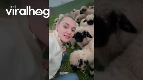 Valais Black Nose Sheep || ViralHog